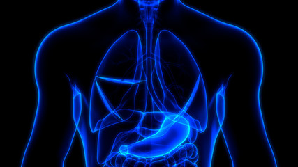 Fototapeta na wymiar Human Internal Organs Digestive System Stomach Anatomy