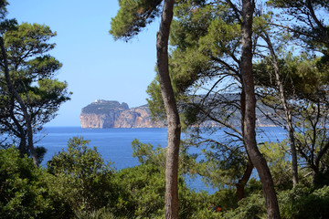 Fototapeta na wymiar Pine trees in the Punta Giglio promontory of Porto Conte Natural Park near Alghero in Sardinia Island. Capo Caccia cliff in the background 