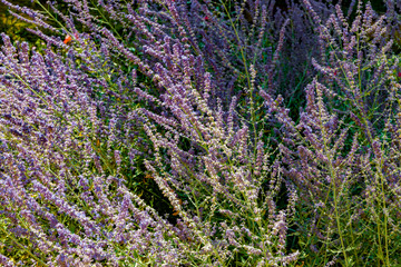 Obraz premium .Blooming lavender on a sunny summer day.