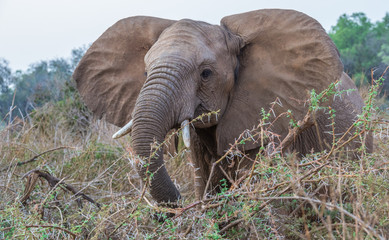 Fototapeta na wymiar Closeup portrait of an African elephant feeding in the wilderness image in horizontal format