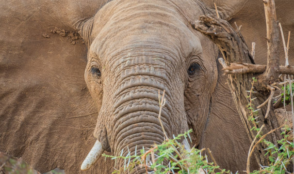 Closeup portrait of an African elephant feeding in the wilderness image in horizontal format