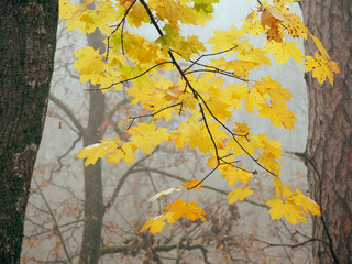 Yellow foliage in the wind in autumn
