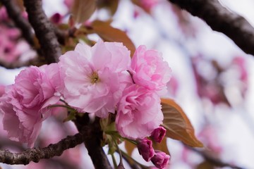 Closed up of pink cherry blossom, Japan