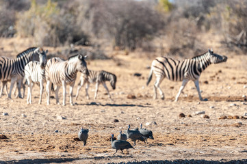 Fototapeta na wymiar Four Helmeted Guineafowl -Numida meleagris- fouraging near a waterhole in Etosha National Park, Namibia. Seen here against a backdrop of Burchell Plains Zebras.