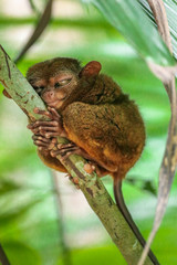 Tarsier (Carlito syrichta) native to the Philippines is the smallest primate in Bohol