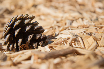 Pine cone on dry scraps of wood ground in warm tone. Selected focus on the cone. Free copy space for text on right
