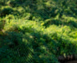 Spider web in a forest.