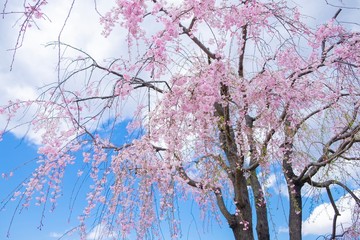 Small cherry blossom on the tree under blue sky