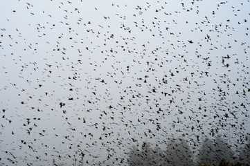 The movement of a floks of birds. blurred image of many birds in a foggy day.