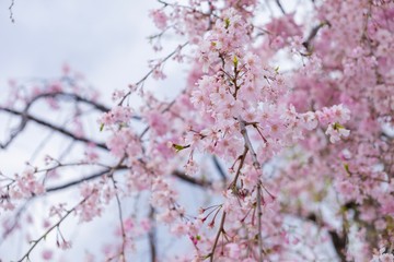cherry blossom on a background of blue sky
