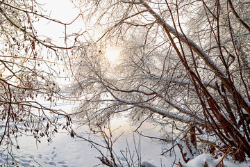 Snow covered trees in a winter forest