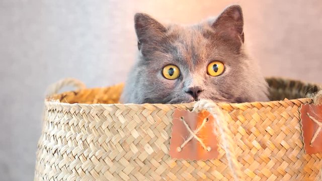 Adorable british blue cat hiding in basket and looking around alertly, funny pet, 4k footage, slow motion.