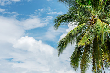 Fototapeta na wymiar coconut palm tree in seaside with sky and cloud, summer vacation to tropical island concept for background.