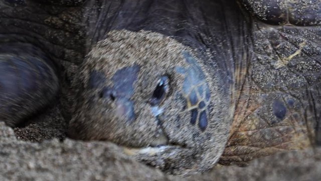小笠原　アオウミガメの産卵
