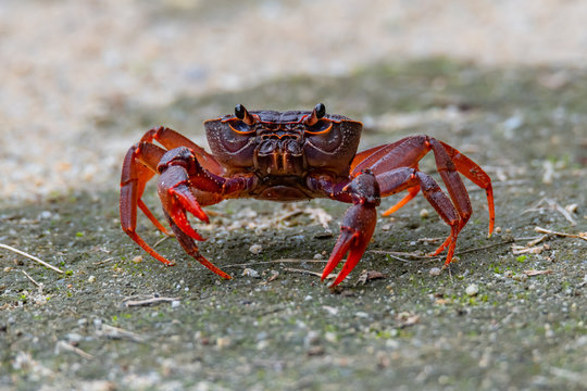 Close-up of Red Land Crab in alert pose when camera getting close to it