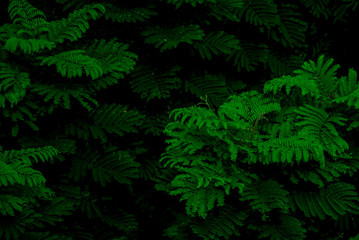 Natural bipinnate leaves texture in low light using for background