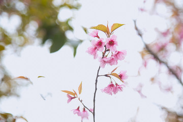 Beautiful cherry blossom or sakura in spring time over  sky
