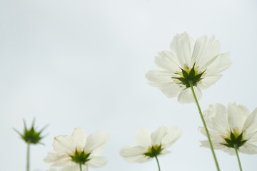 White Comos flower on sky