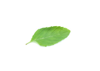 Obraz premium mint leaves isolated isolated on white