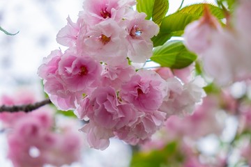 Focus of pink cherry blossom in Japan