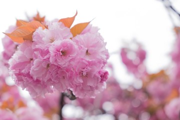 Closed up of pink flowers on a background