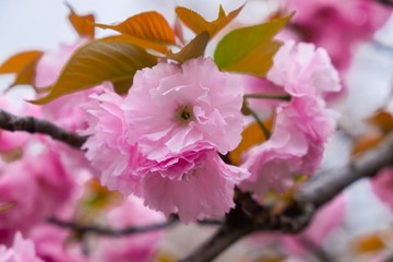 Closed up pink flowers of cherry tree