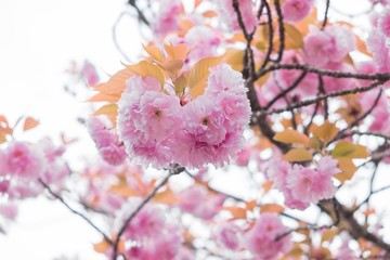 Obraz premium Pink cherry blossom in Japan