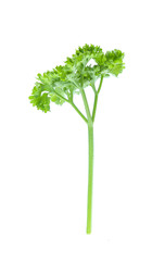 Parsley isolated on white background