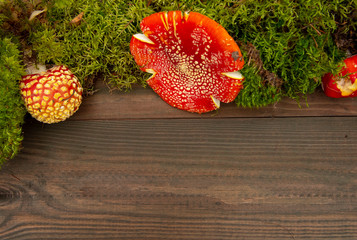  Bright red toadstools and green moss on a wooden background.