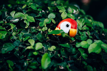Colorful Parrot Stucco  is in the green bush.