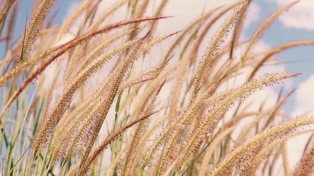 slow motion of Cogon grass of lalang flower blow by the wind