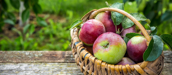 Juicy ripe apples in a wicker basket and a cup of coffee on a wooden table in a rustic garden, the concept of organic food, harvest, gardening
