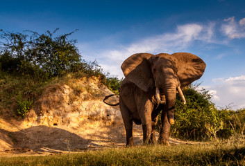 Fototapeta na wymiar Uganda wildlife animals africa