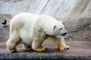 Obraz na płótnie Canvas Polar bear. It is a typical inhabitant of the Arctic. This is the largest representative of the entire order of predators.
