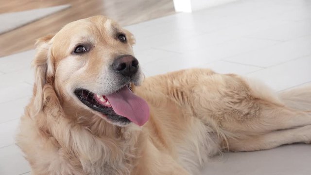 golden retriever dog lying on white tile