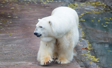Polar bear. It is a typical inhabitant of the Arctic. This is the largest representative of the...