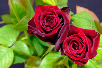 red rose flowers bouquet