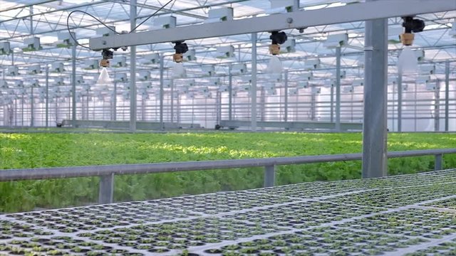 Greenhouse watering system in action. Hydroponic system