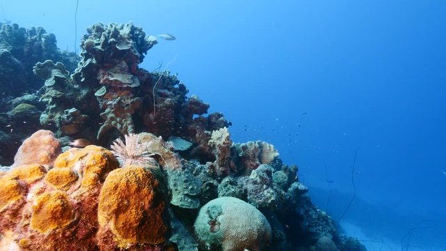 Seascape of coral reef in the Caribbean Sea around Curacao with Duster Worm, coral and sponge