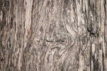 Close up Original brown wood from tree background and texture.