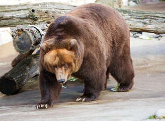 Brown bear.  It is one of the largest terrestrial predators. The weight of the forest dweller reaches 350-400 kg, the body length on average is about 2 meters.