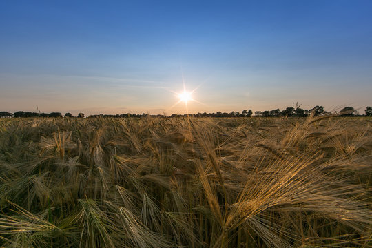 Gerste, Getreide Oldenburger M&uuml;nsterland