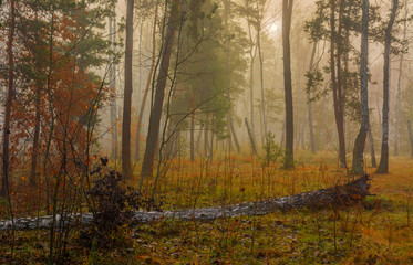 Forest. Autumn. Fog. Autumn painted leaves with its magical colors. Morning fog makes the forest mysterious and magical.