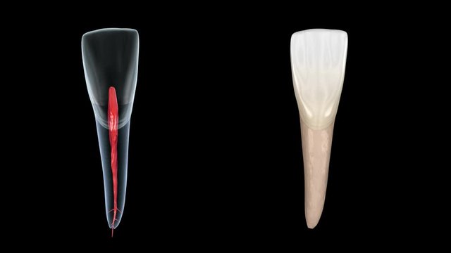 Dental root anatomy - Central maxillary incisor tooth. Medically accurate dental 3D animation