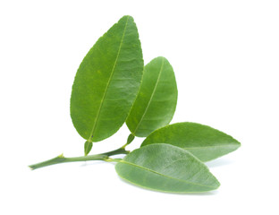Fresh lemon leaves  isolated over white background