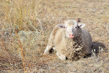 Obraz premium Sheep lies, grazes in a meadow, looks into the frame