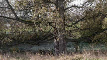 Isolated tree in late autumn