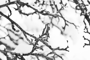 Branches of trees covered with snow in the winter garden. Natural background black and white