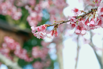 Vintage sakura or cherry blossom