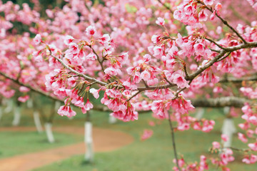 Vintage sakura or cherry blossom